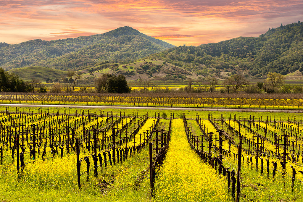 HelloNapaValley.com Domain Name for NapaValley