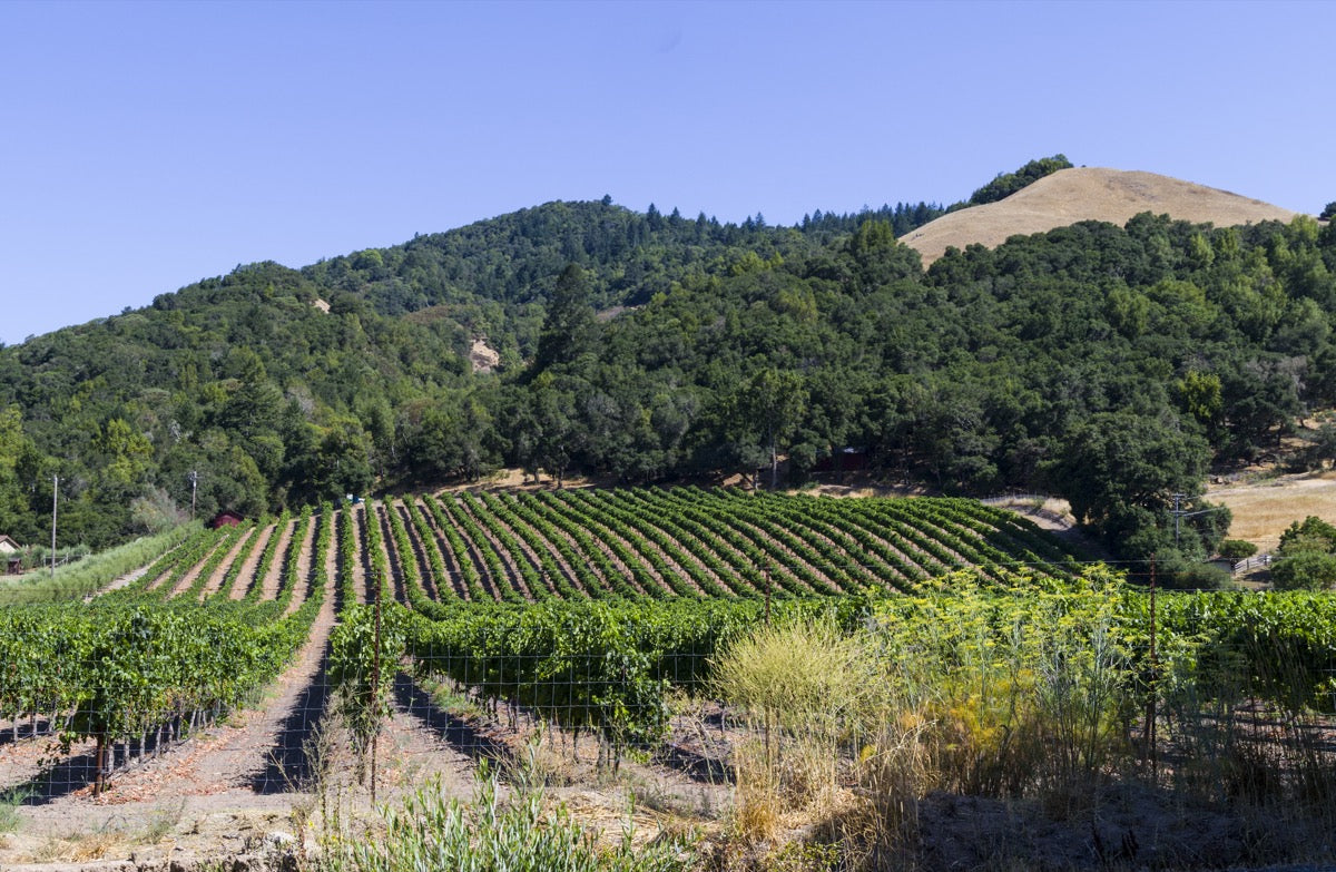 Santa Rosa